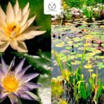 La UAT impulsa investigación internacional para proteger humedales y ecosistemas acuáticos