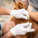 Refuerzan en Tampico acciones contra el maltrato animal