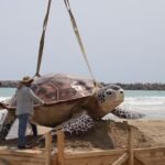 Instalan atractivo turístico en Playa Tesoro para visitantes en Altamira