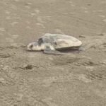 Refuerzan vigilancia para proteger arribo de tortugas en Playa Miramar.