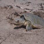 Inicia temporada de anidación de tortuga lora en Altamira; resguardan 61 nidos