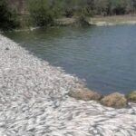 Alarmante mortandad de peces en el Estero del camalote