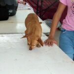 Hasta 15 denuncias semanales por maltrato animal en Altamira .