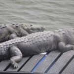 Alertan por temporada de anidación en la laguna del carpintero