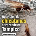 Aparición de chicatanas sorprende en Tampico y la zona sur de Tamaulipas